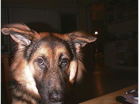 Blanding af racer Kasha billede 10