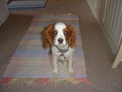 Cavalier king charles spaniel Pumba - ser bare sur ud...hehe billede 9