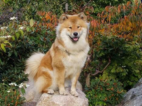 Eurasier Sund Stamms Zenora Znekla - ude i haven igen billede 7