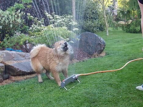 Eurasier Sund Stamms Zenora Znekla - nam nam nam friiisk vand billede 8