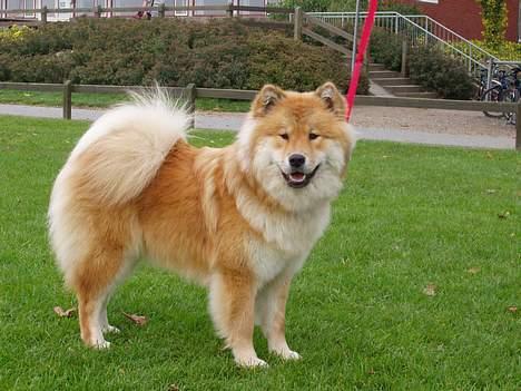 Eurasier Sund Stamms Zenora Znekla billede 9