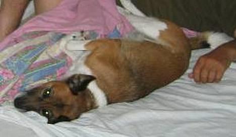 Blanding af racer Bruno billede 1