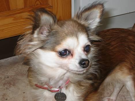 Chihuahua Ronja ¤RIP¤ billede 1