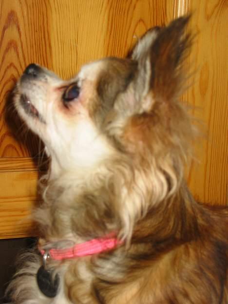 Chihuahua Ronja ¤RIP¤ - Ronja der tålmodigt venter på mad billede 2