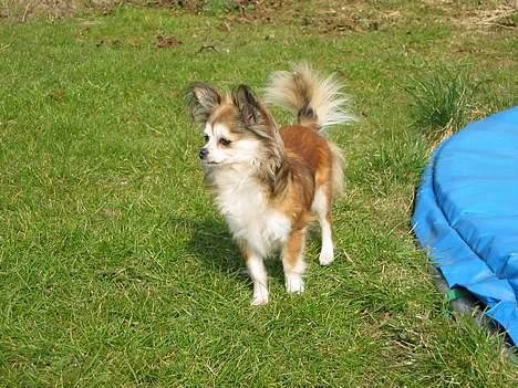 Chihuahua Ronja ¤RIP¤ - Ronja der holder vagt i hendes have billede 3