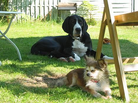 Chihuahua Ronja ¤RIP¤ - Sammen med hendes lillesøster billede 4