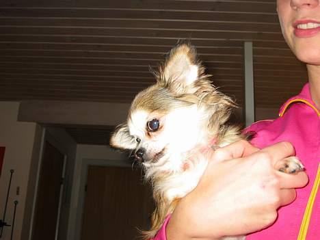 Chihuahua Ronja ¤RIP¤ - i favnen hos sin moar billede 5