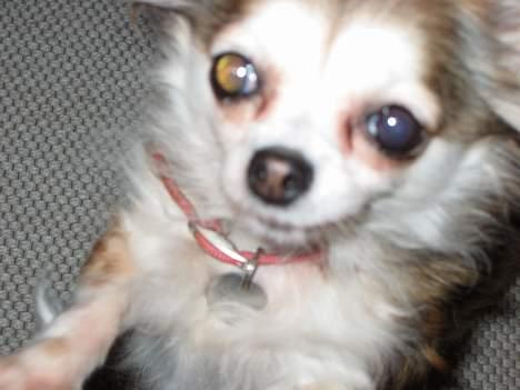 Chihuahua Ronja ¤RIP¤ - Har mad i sigte billede 6