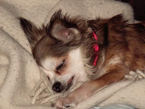 Chihuahua Ronja ¤RIP¤ - En af hendes yndlings beskæftigelser... At sove billede 7