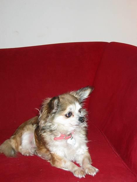 Chihuahua Ronja ¤RIP¤ billede 8