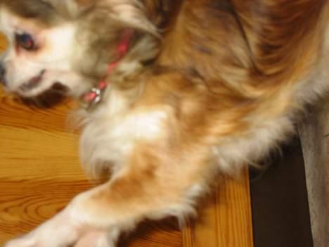 Chihuahua Ronja ¤RIP¤ billede 9