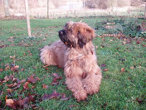 Briard Carla Maxima - Efteråret er kommet - mor synes det ville være et smukt syn med vores sø i baggrunden - 5 mdr. gammel billede 1