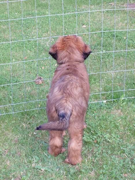 Briard Carla Maxima - "Nu har jeg boet her på landet i 14 dage og elsker allerede at skue ud over markerne" - 2½ mdr. gammel billede 2