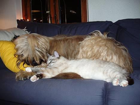 Briard Carla Maxima - Mig og min yndlings"hvalp" Stauning - 20 Mdr. gammel billede 3