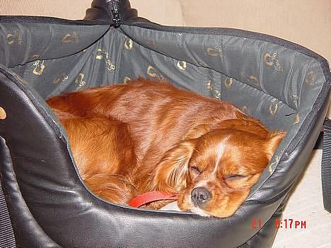 Cavalier king charles spaniel Zimba & Cirkeline - Søde linemor ... billede 1