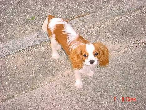Cavalier king charles spaniel Zimba & Cirkeline - Zimba billede 2