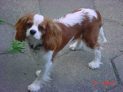 Cavalier king charles spaniel Zimba & Cirkeline - Zimba billede 4