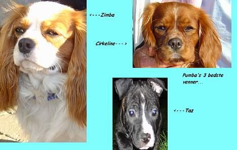 Cavalier king charles spaniel Pumba billede 10