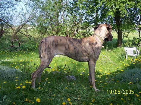 Grand danois Kørup´s Anastacia  - stå nu pænt yes det lykkes billede 1