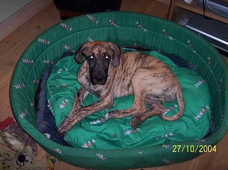 Grand danois Kørup´s Anastacia  - vi fylder ikke kurven ud endnu billede 3