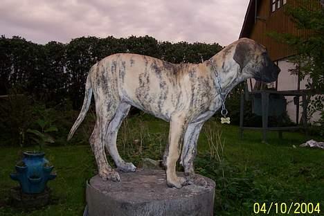 Grand danois Kørup´s Anastacia  - hvad laver vi her billede 4