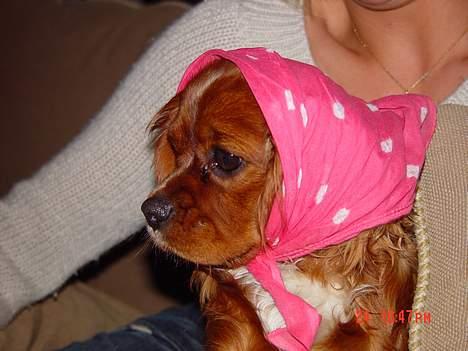 Cavalier king charles spaniel Zimba & Cirkeline - Cirkeline som rødhætte :o) billede 5