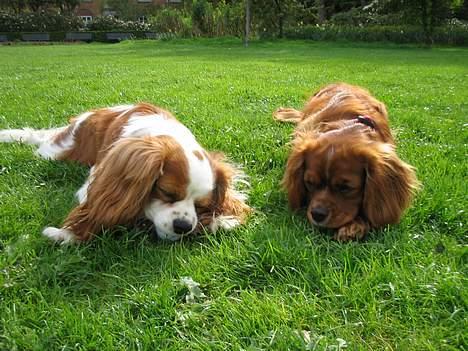 Cavalier king charles spaniel Zimba & Cirkeline - Ihh det er så dejligt at ligge og tygge i pinde... billede 6