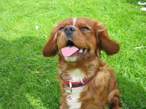 Cavalier king charles spaniel Zimba & Cirkeline - Se hvor glad jeg er :o) billede 7