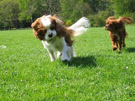 Cavalier king charles spaniel Zimba & Cirkeline - Du kan ikke fange mig :o) billede 8