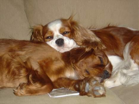 Cavalier king charles spaniel Zimba & Cirkeline - er der noget bedre end at ligge sammen.... billede 9