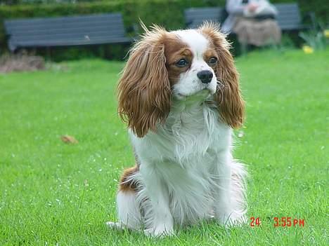 Cavalier king charles spaniel Zimba & Cirkeline - Er jeg ikke bare flot... billede 10
