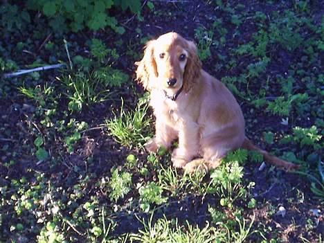Cocker spaniel Silke - Her er vi ude i det blå, skønt at få noget frisk luft... billede 7