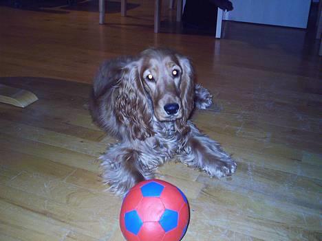 Cocker spaniel Silke - Hvor er det bare dejligt med noget frisk luft på Hundestranden:-) billede 8