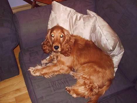 Cocker spaniel Silke - Ja hun er blevet en rigtig Sofa hund ;-) billede 9