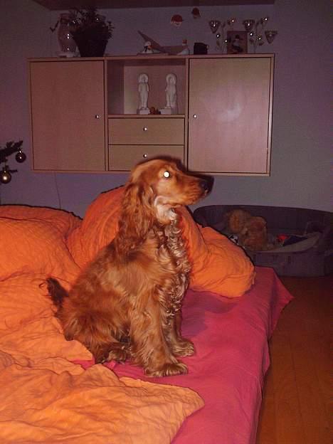 Cocker spaniel Silke billede 10