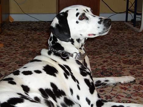 Dalmatiner Sussi billede 7
