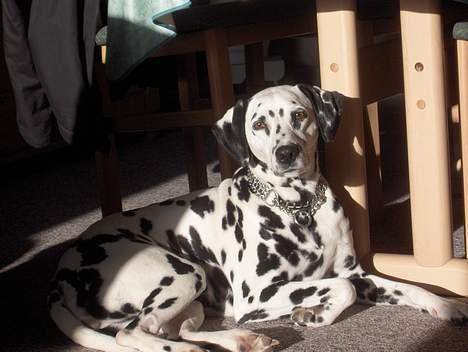 Dalmatiner Sussi billede 8