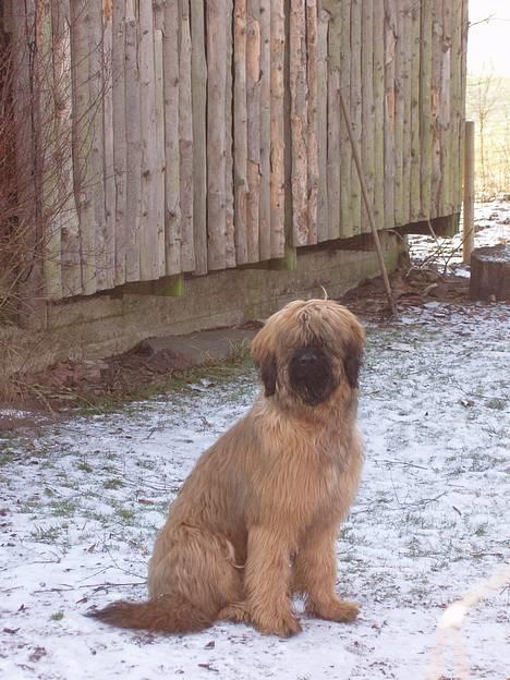 Briard Carla Maxima - "Er det nu jeg skal vise mig fra den bedste side" ? - 8 mdr. gammel billede 4