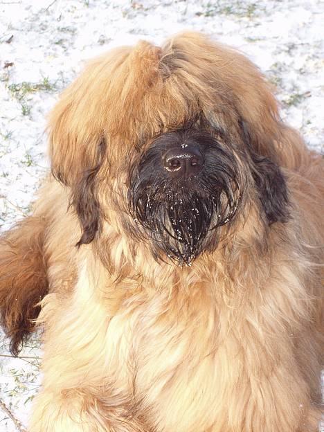 Briard Carla Maxima - ...Og så smuk er jeg idag d.27. Januar 2005 - 8 mdr. gammel ;o) billede 5