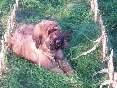 Briard Carla Maxima - En tur i majsmarken - 5 mdr.gammel billede 6
