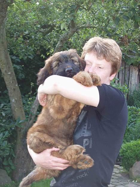 Briard Carla Maxima - "Mor" vil knuse...dette var kun begyndelsen..*GG* - 2 mdr. gammel billede 7