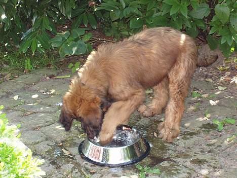 Briard Carla Maxima - Potebad i vandskålen er dejligt når det er varmt :o))) - 2½mdr. gammel billede 8