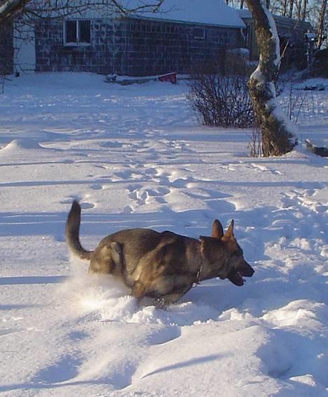 Schæferhund Trold Goa billede 7
