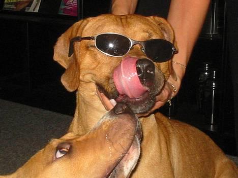 Amerikansk staffordshire terrier Killah - yir baby, you know you like me billede 10