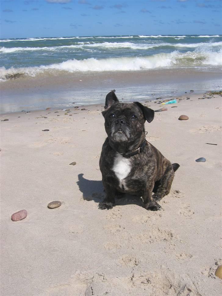 Blanding af racer Luna (R.I.P aflivet 17/1-17) billede 1