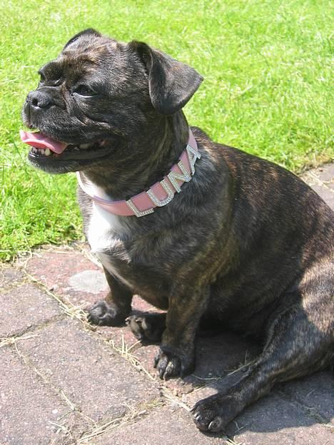 Blanding af racer Luna (R.I.P aflivet 17/1-17) - mit fine bling bling halsbånd. billede 2