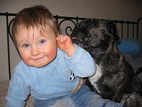 Blanding af racer Luna (R.I.P aflivet 17/1-17) - du har noget i øret, skal jeg ikke lige vaske det rent... billede 3