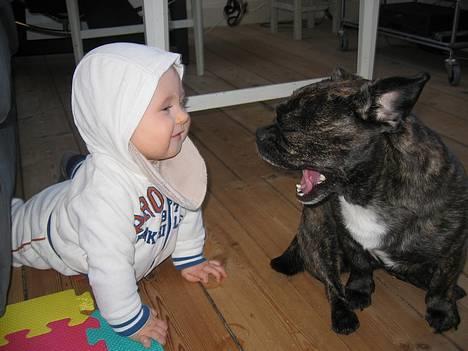 Blanding af racer Luna (R.I.P aflivet 17/1-17) - hold nallerne for dig selv makker. billede 4