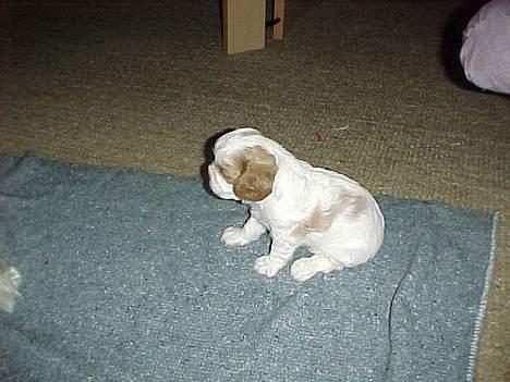 Cavalier king charles spaniel Malou - Malou som hvalp.. Der er hun 9 uger billede 1