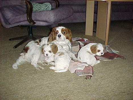 Cavalier king charles spaniel Malou - Her er det malou´s mor hvor hun er sammen med sin søster Jackie billede 2